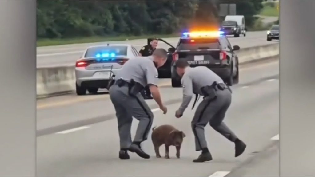 ‘Saved his bacon’: Hilarious scenes of cops trying to capture pig on busy road
